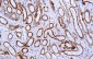 SDHB Antibody